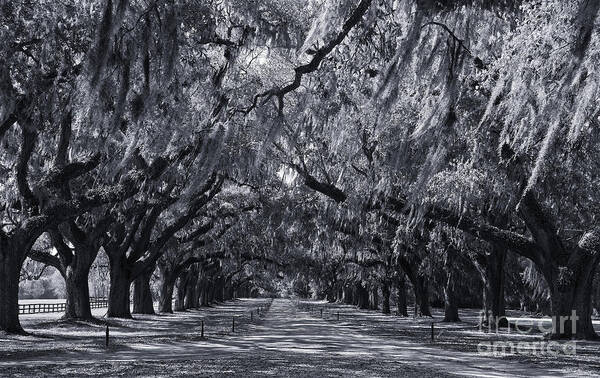 Southern Art Print featuring the photograph Live Oaks in Cynotype by Jill Lang