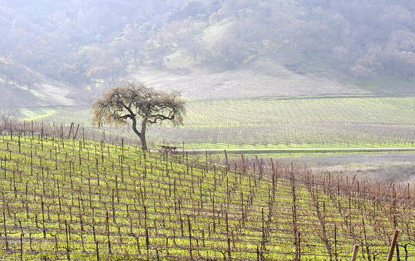 Scenic Art Print featuring the photograph Lone Tree in the Vineyard by AJ Schibig