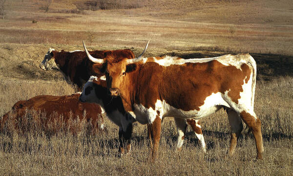 Cow Art Print featuring the photograph Longhorn in Winter Pasture by Ann Powell