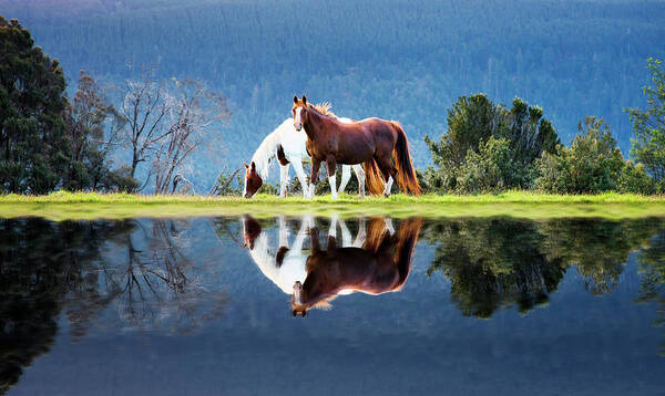 Horse Art Print featuring the photograph Love - Reflection by Atomiczen