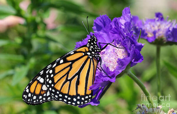 Monarch Art Print featuring the photograph Monarch and Pincushion Flower by Steve Augustin