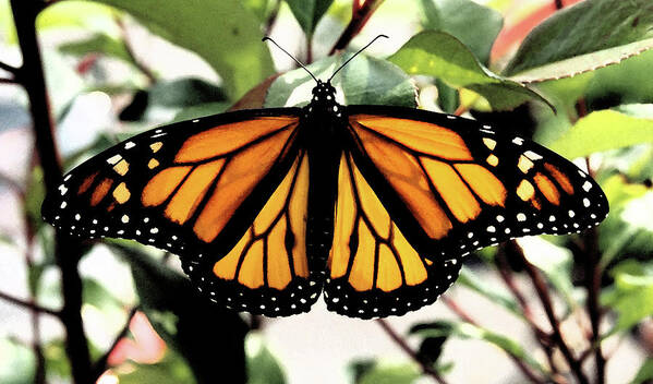 Monarch Art Print featuring the photograph Monarch Beauty by Denise Beverly