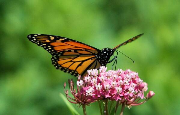 Monarch Butterfly Art Print featuring the photograph Monarch on Pink Wildflower by John Dart