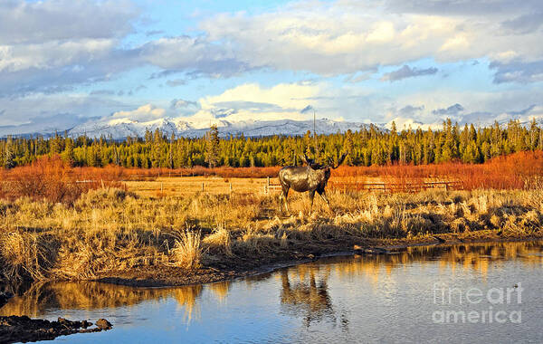 Montana Art Print featuring the photograph Montana Rurual Landscape by Charline Xia