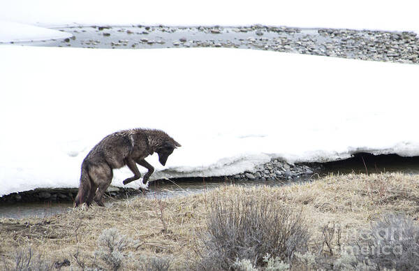 Black Female Wolf Pounces On A Mouse By Soda Butte Creek Art Print featuring the photograph Mousing by Deby Dixon