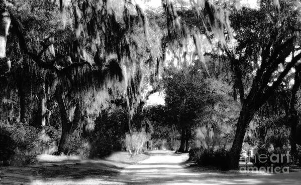 Nature Art Print featuring the photograph Nature Walk by Raymond Earley