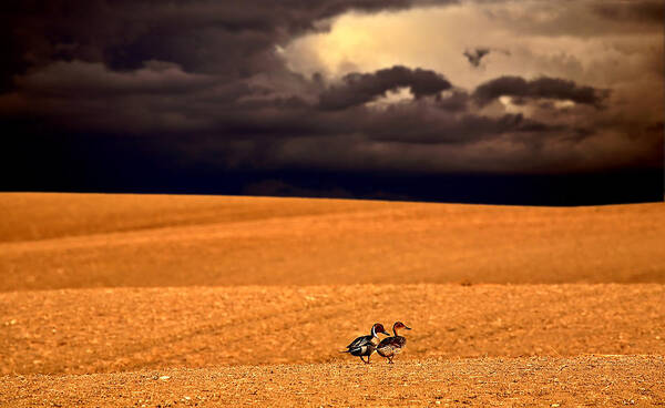 Northern Art Print featuring the photograph Northern Pintail pair out walking in Saskatchewan by Mark Duffy