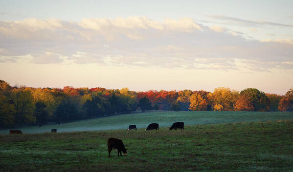 Cattle Art Print featuring the photograph October Morning by Cricket Hackmann