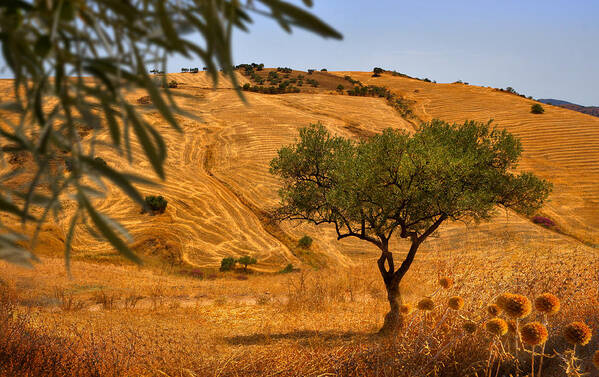 Olive Tree Art Print featuring the photograph Olive Tree Field by Mal Bray