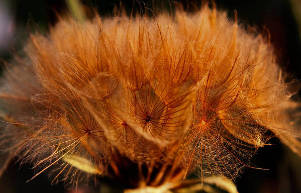 Ohio Art Print featuring the photograph Onion seeds by Haren Images- Kriss Haren