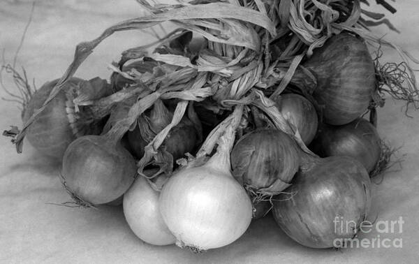 Onion Art Print featuring the photograph Onion string by Paul Cowan