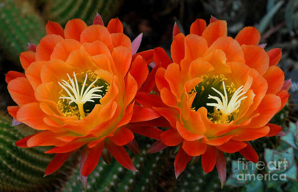 Orange Art Print featuring the photograph Orange Cactus Flowers by Nancy Mueller