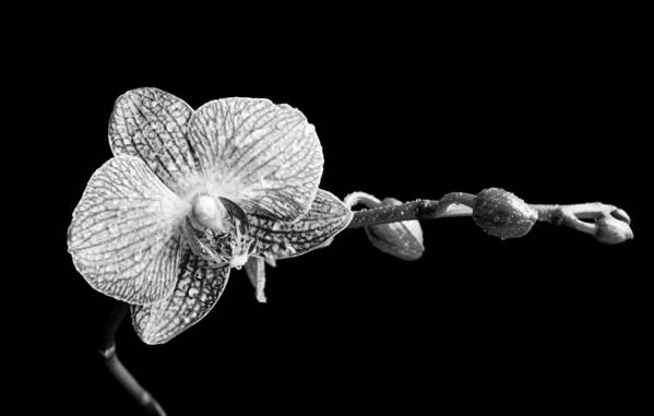 Orchid Art Print featuring the photograph Orchid Phalaenopsis flower by Michalakis Ppalis
