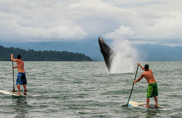 Photography Art Print featuring the photograph Paddle Boarders And Humpback Whale by Panoramic Images