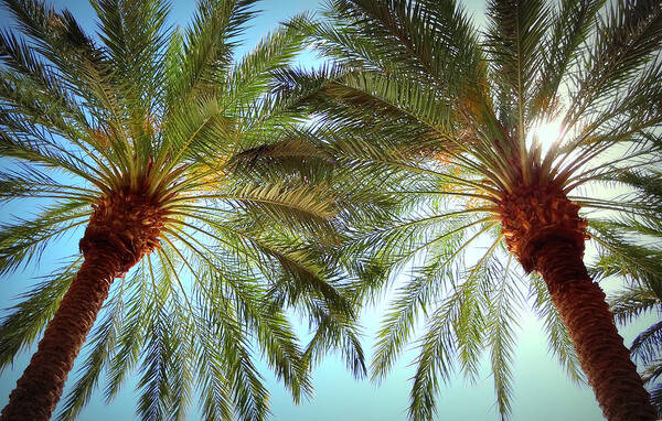 Palm Trees Art Print featuring the photograph Pair of Palms Vegas style by Donna Spadola