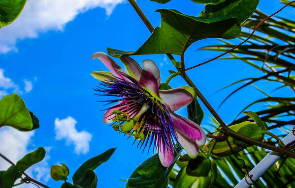 Passiflora Art Print featuring the photograph Passion Flower by George Kenhan
