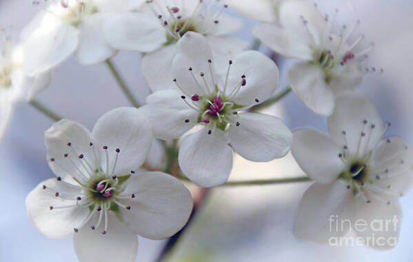 Blossom; Flowering Tree; Flower; Springtime; Outdoor Beauty; Spring Is Here; Nature;  Art Print featuring the photograph Pear Blossom by Betty Morgan