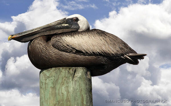 Pelican Art Print featuring the photograph Pelican On A Piling by Phil Mancuso