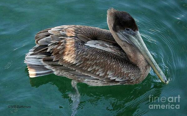 Pelican Art Print featuring the photograph Pelican by Veronica Batterson