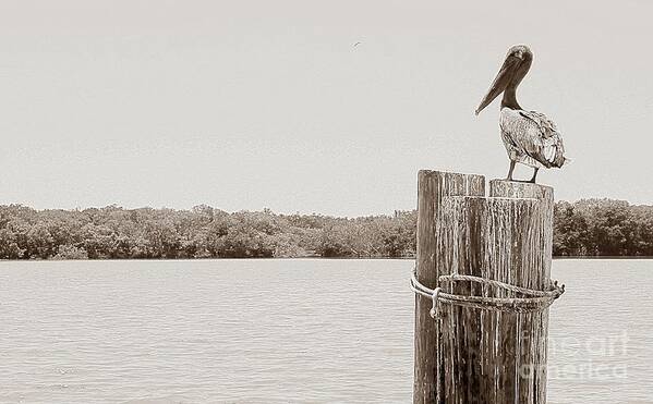 Pelican Art Print featuring the photograph Perched Pelican by Jeanne Forsythe