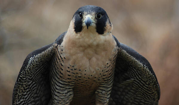 Falcon Art Print featuring the photograph Peregrine Falcon by Richard Bryce and Family