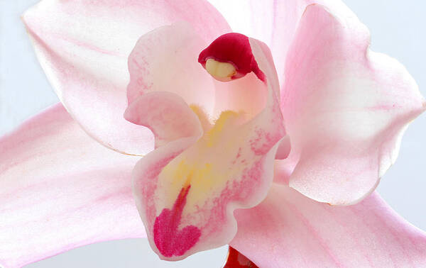 Orchid Art Print featuring the photograph Perfect Imperfection by Juergen Roth