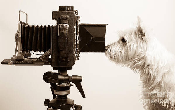 Westie Art Print featuring the photograph Pho Dog Grapher by Edward Fielding