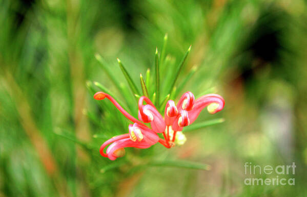 London Art Print featuring the photograph Phoenix Garden Macro by Deborah Smolinske