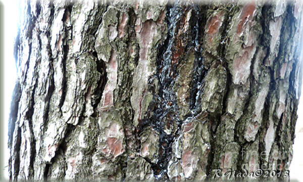 Pine Art Print featuring the photograph Pine bark study 4 - photograph by Giada Rossi by Giada Rossi