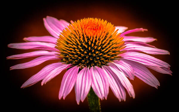 Flowers Art Print featuring the photograph Pink Flower by Jason Picard