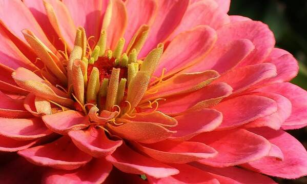 Flora Art Print featuring the photograph Pink Zinnia Touched by Mornings Light by Bruce Bley