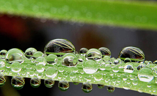 Water Drops Art Print featuring the photograph Plant Drops by Suzy Piatt