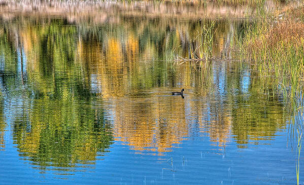 Bird Art Print featuring the photograph Pond Reflection by Britt Runyon