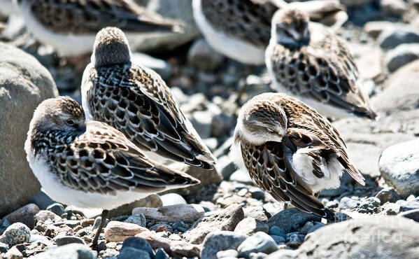  Art Print featuring the photograph Preening Shorebird by Cheryl Baxter