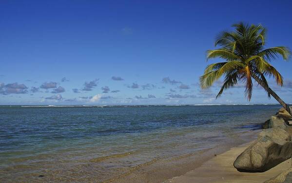 Palm Art Print featuring the photograph Puerto Rico Escape by Brian Kamprath