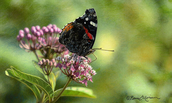 Butterfly Art Print featuring the drawing Red Admiral on Swamp Milkweed by Bruce Morrison