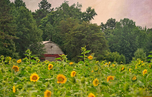Red Barn Art Print featuring the photograph Red Barn Among The Sunflowers by Sandi OReilly