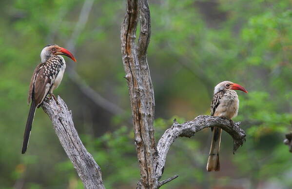 Hornbill Art Print featuring the photograph Red-billed Hornbills by Bruce J Robinson