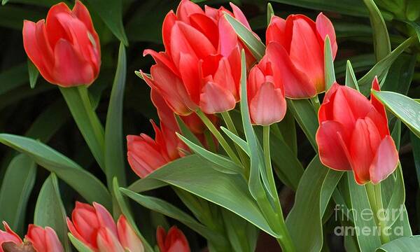 Tulip Art Print featuring the photograph Red Ladies by Kathleen Struckle