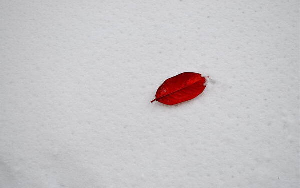 Red Leaf Art Print featuring the photograph Red Leaf Snow by Brooke Friendly