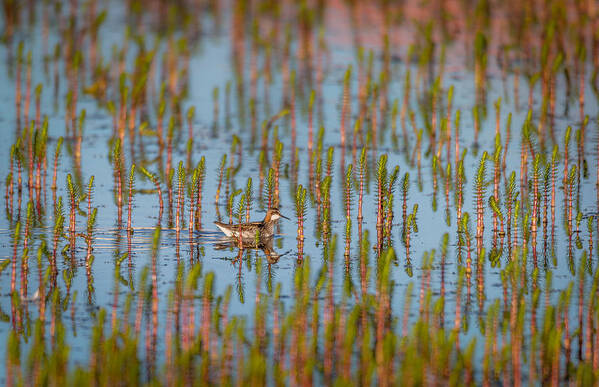 Photography Art Print featuring the photograph Red-necked Phalarope Phalaropus by Panoramic Images