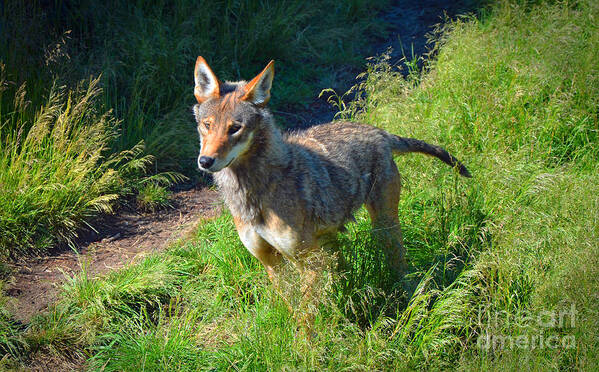 Red Wolf Art Print featuring the photograph Red wolf pup by Frank Larkin