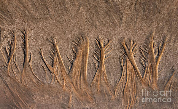 Sand Art Print featuring the photograph Sand Forest by Alice Cahill