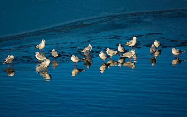 Animal Art Print featuring the photograph Seagulls On Frozen Lake by Andreas Berthold