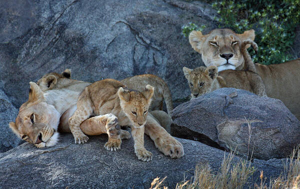 Lion Pride Art Print featuring the photograph Serengeti Pride by David Beebe