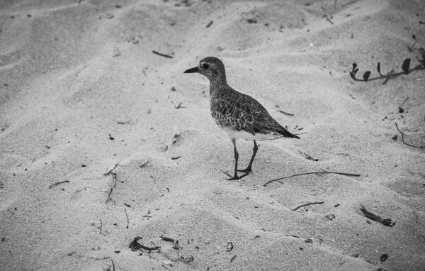 Bird Art Print featuring the photograph Shore Bird by Phil Abrams