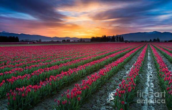 America Art Print featuring the photograph Skagit Valley Predawn by Inge Johnsson