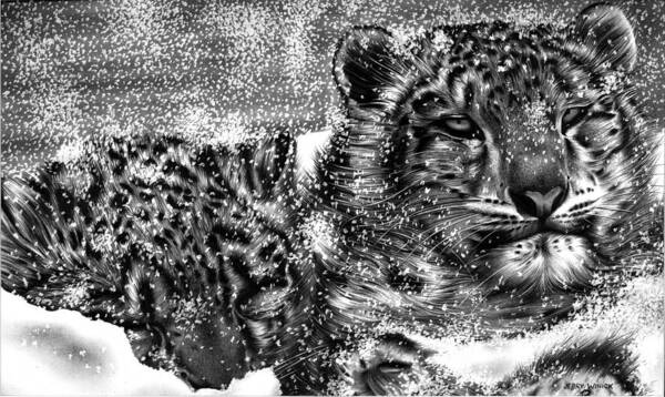 Leopard Art Print featuring the drawing Snow Leopard by Jerry Winick