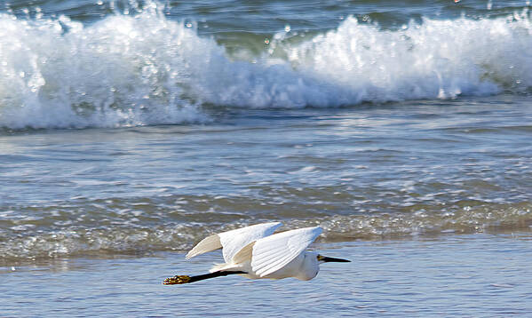 Wildlife Art Print featuring the photograph Snowy Egret and Waves by Kenneth Albin