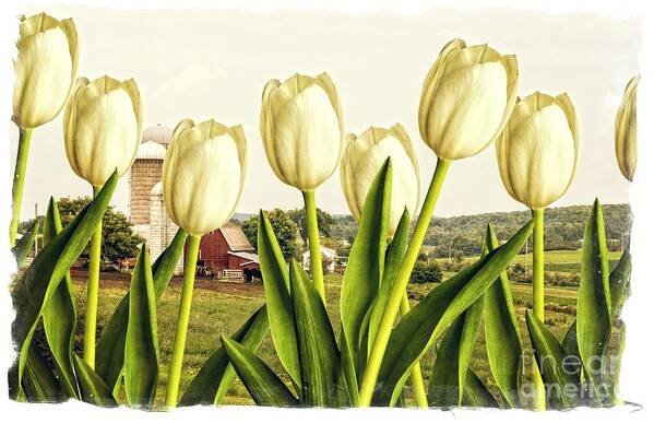 Tulip Art Print featuring the photograph Spring Down on the Farm by Edward Fielding